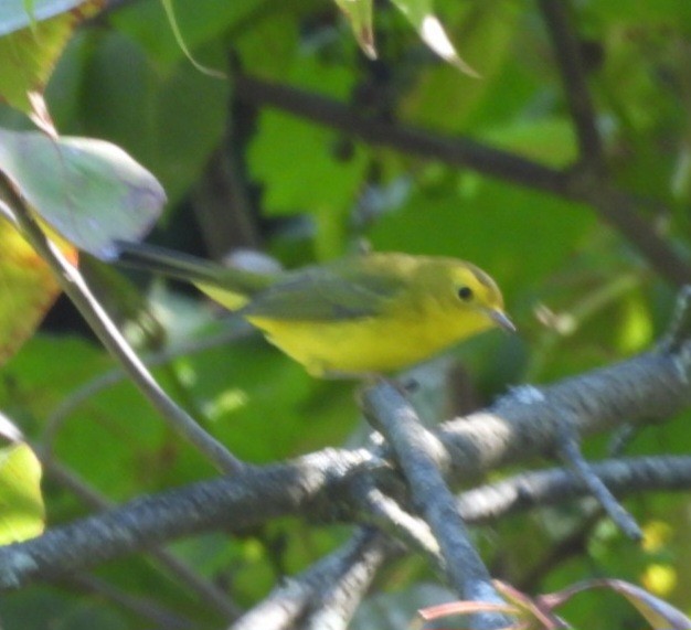 Wilson's Warbler - ML641129763
