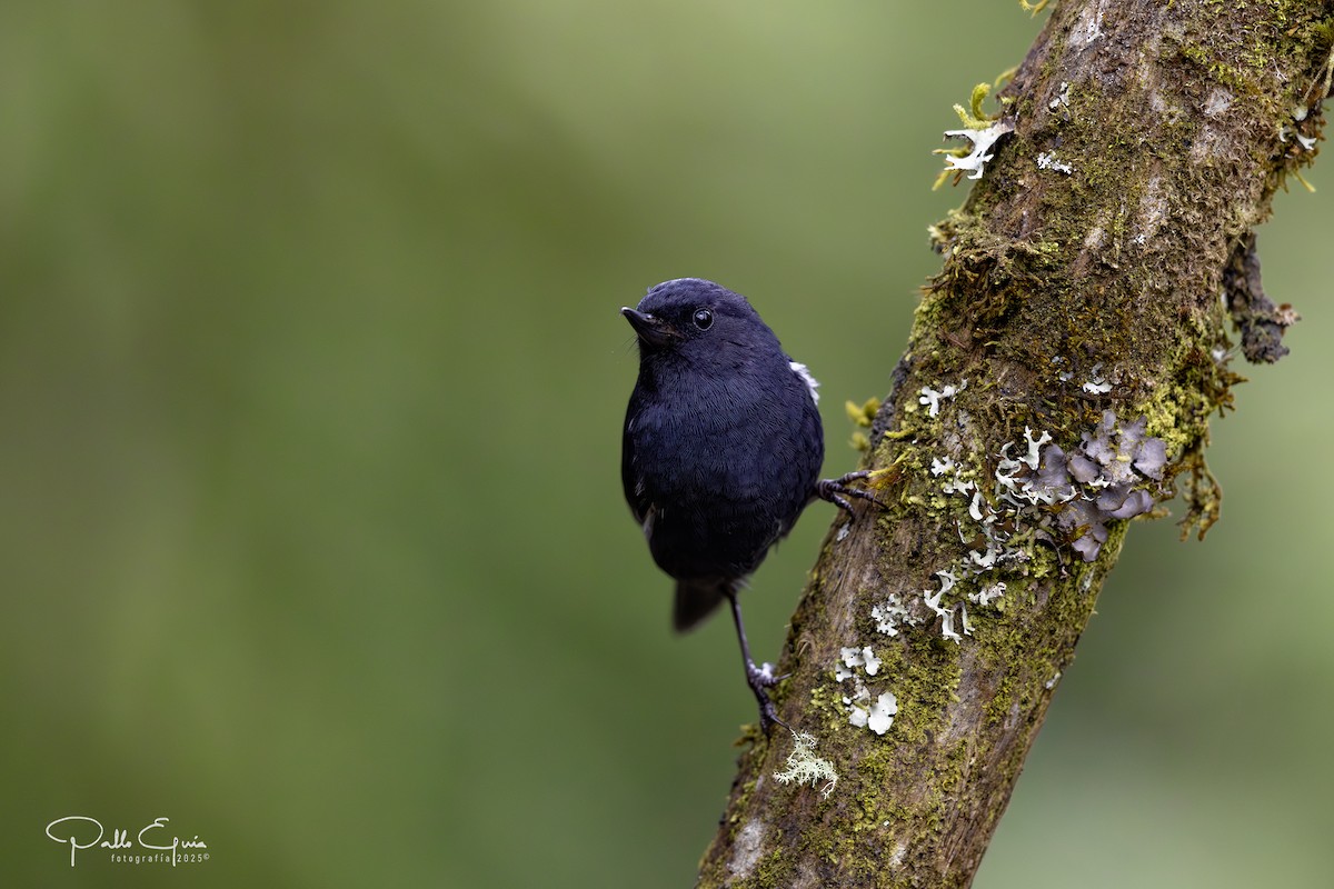 White-sided Flowerpiercer - ML641129770