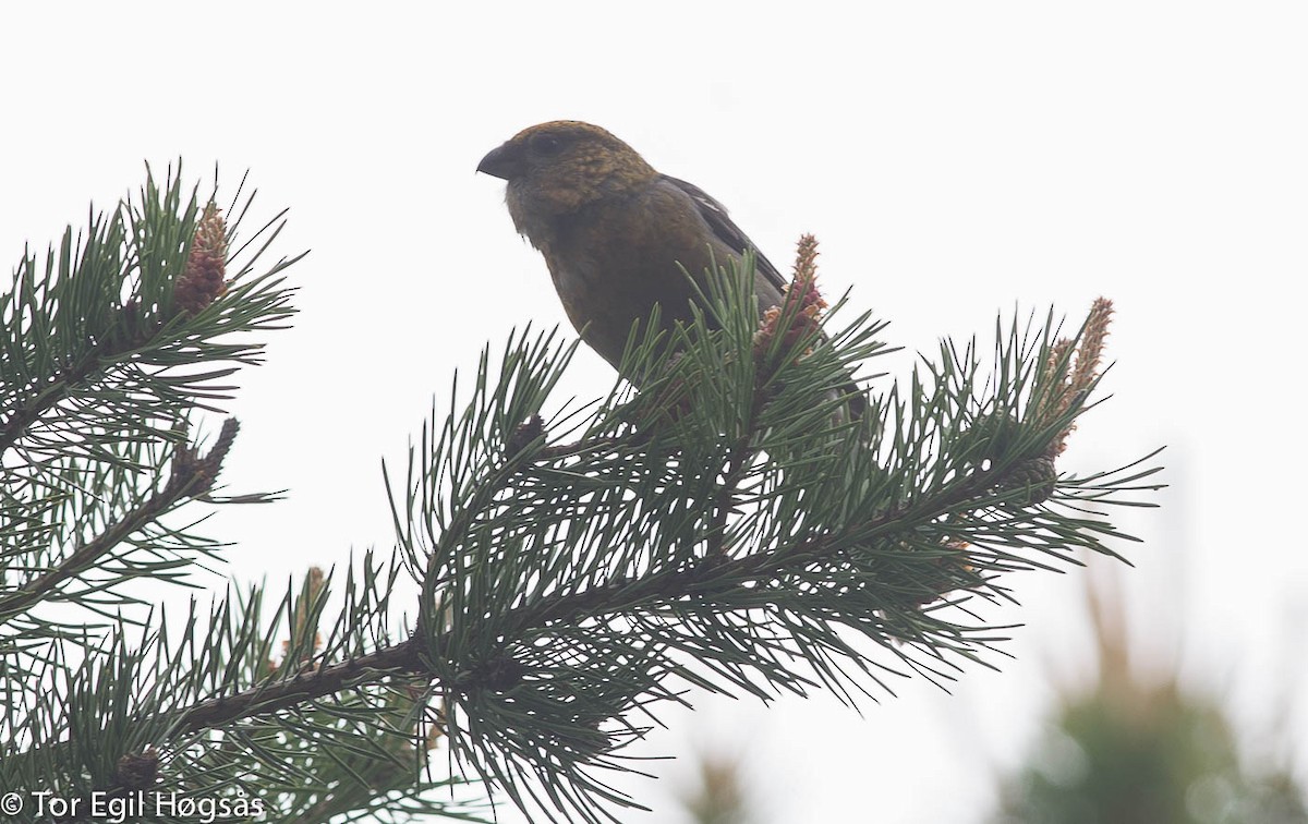 Pine Grosbeak - ML641129829