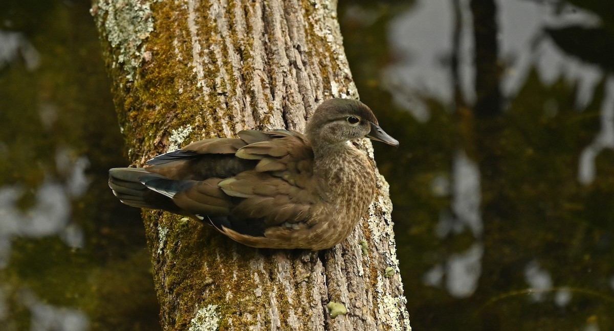 Wood Duck - ML641129869