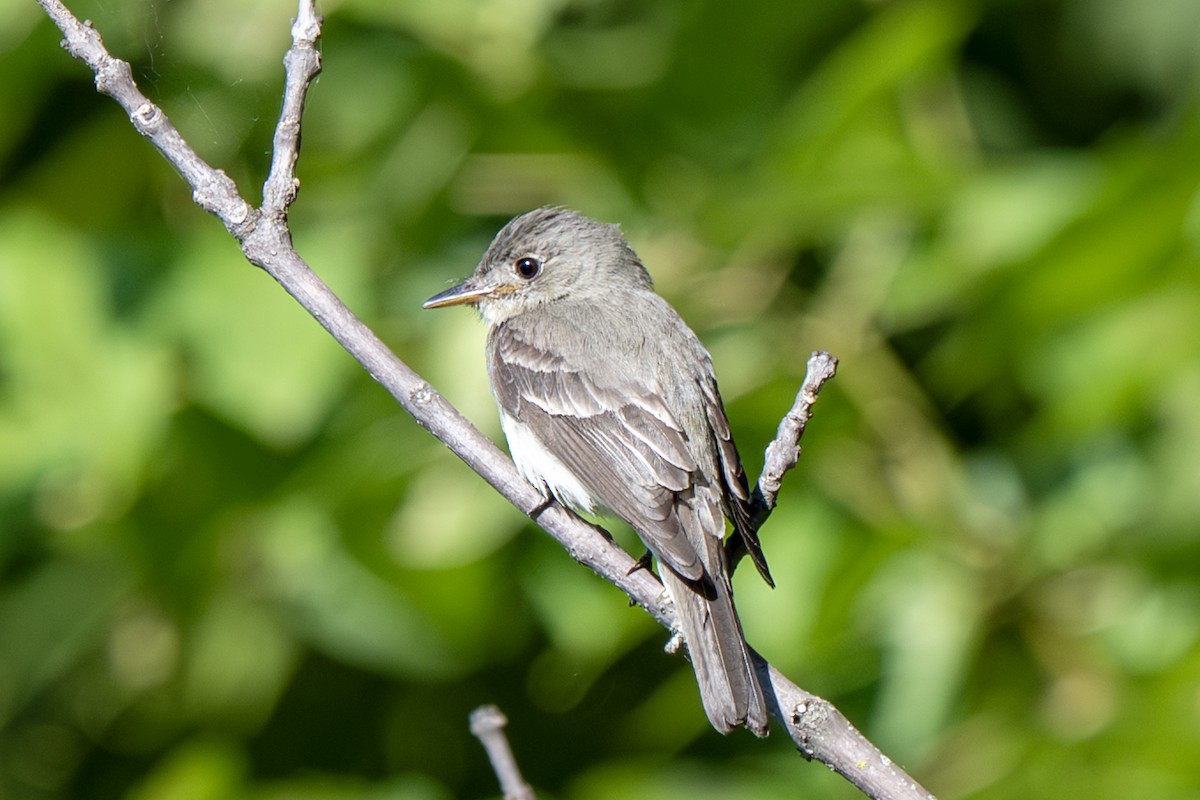 Eastern Wood-Pewee - ML641129884