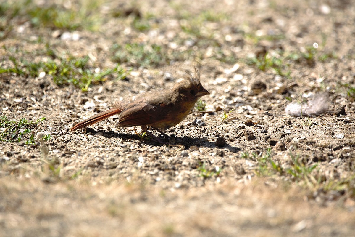 Northern Cardinal - ML641129893