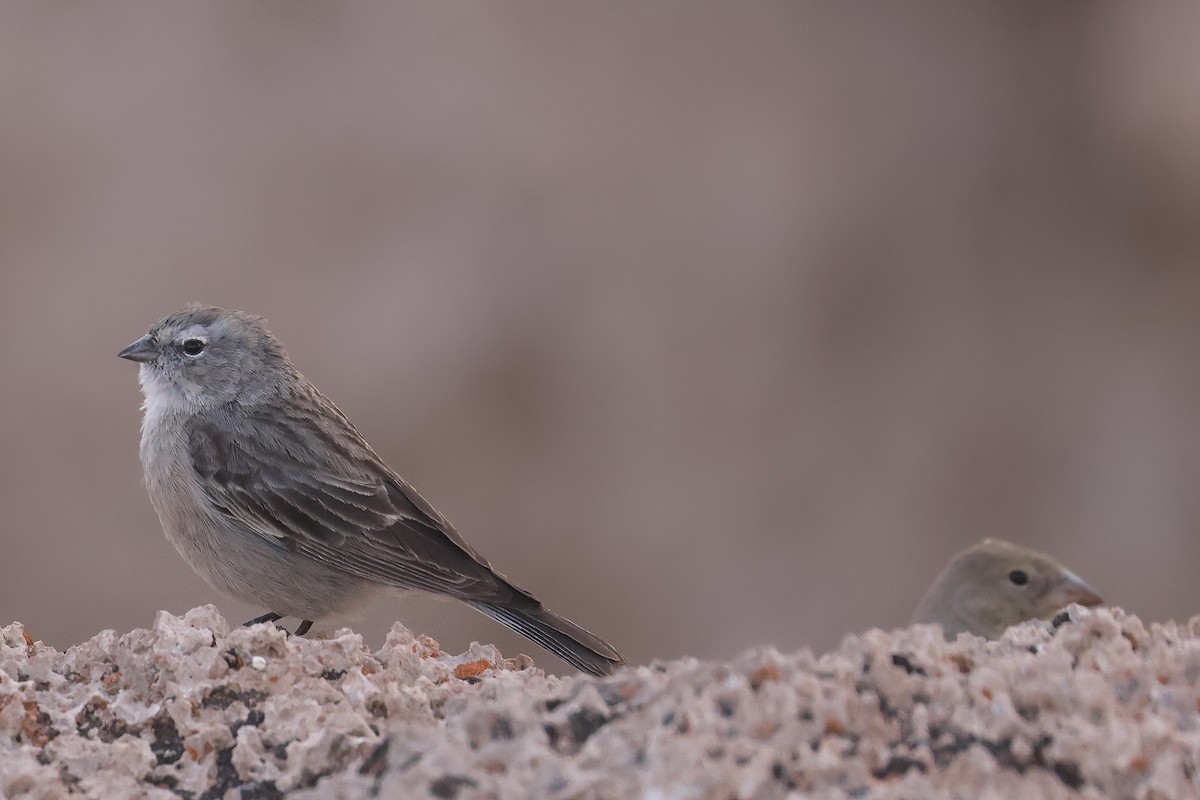 Ash-breasted Sierra Finch - ML641129939