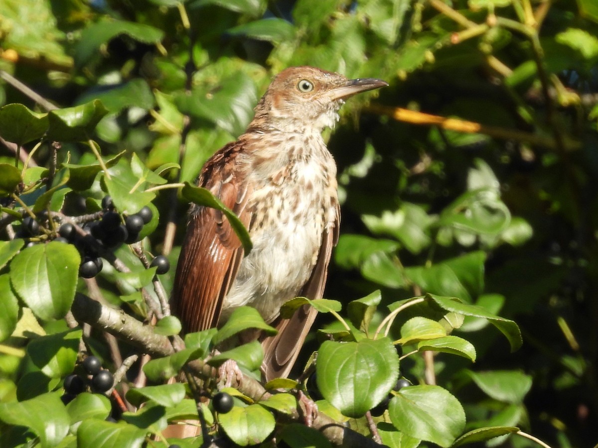 Brown Thrasher - ML641129947
