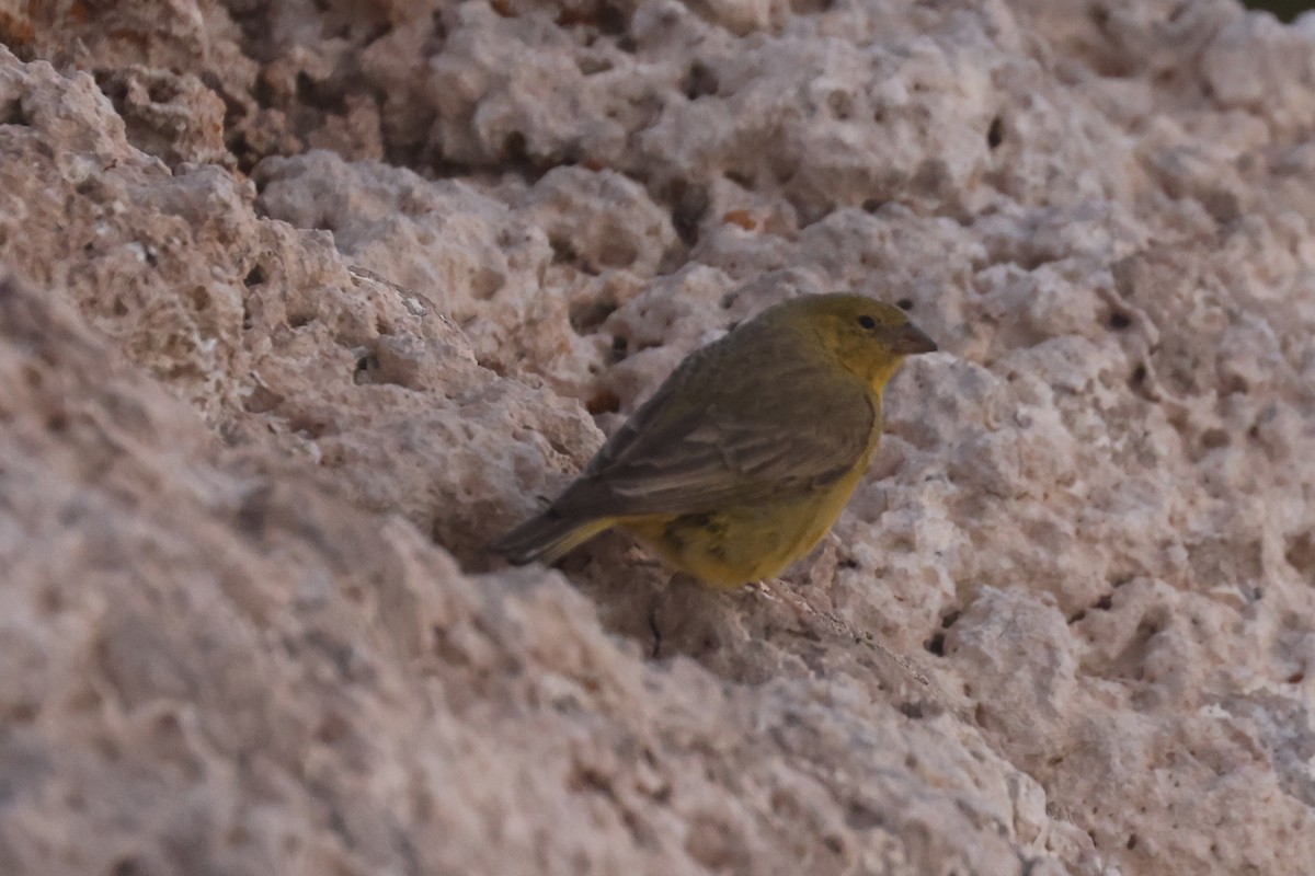 Greenish Yellow-Finch - ML641129950