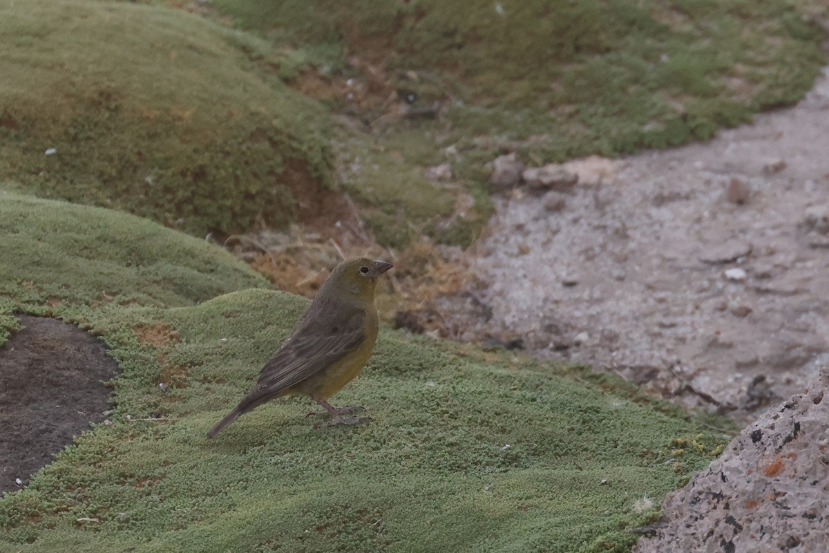 Greenish Yellow-Finch - ML641129951