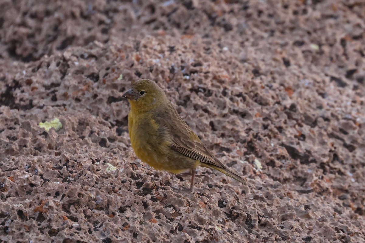 Greenish Yellow-Finch - ML641129952