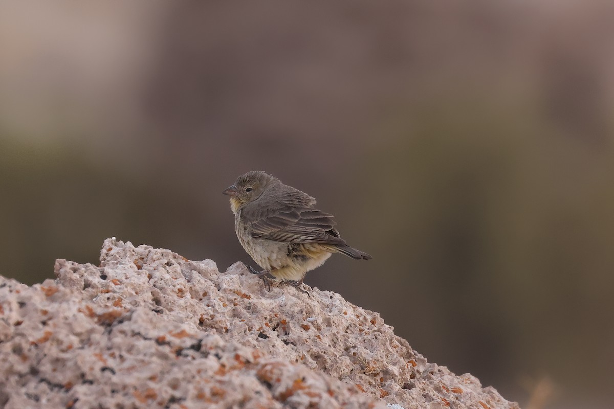 Greenish Yellow-Finch - ML641129954