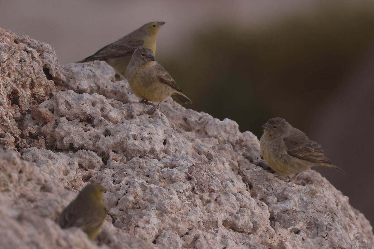Greenish Yellow-Finch - ML641129955