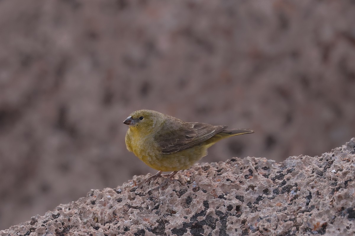 Greenish Yellow-Finch - ML641129956