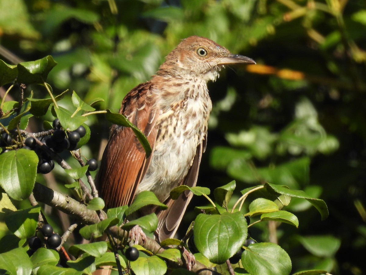 Brown Thrasher - ML641129957
