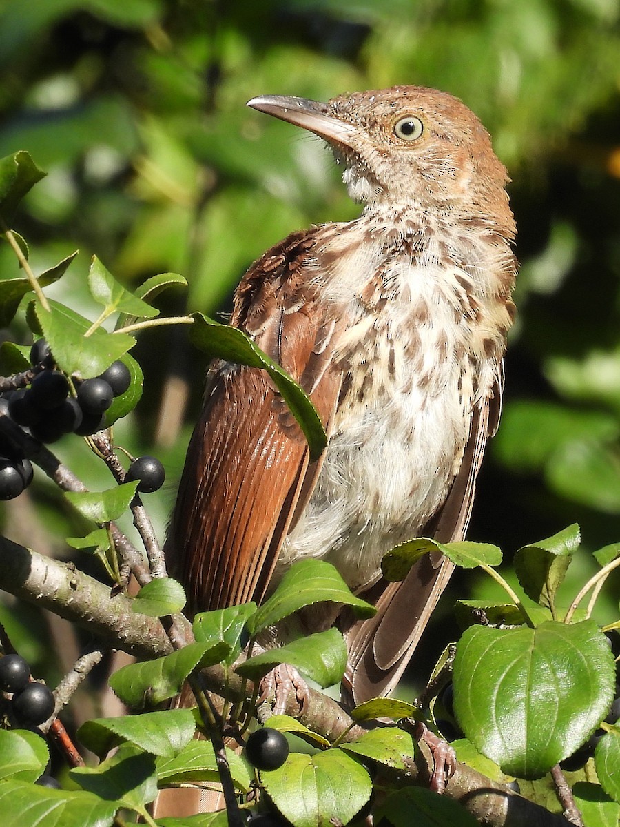 Brown Thrasher - ML641129963