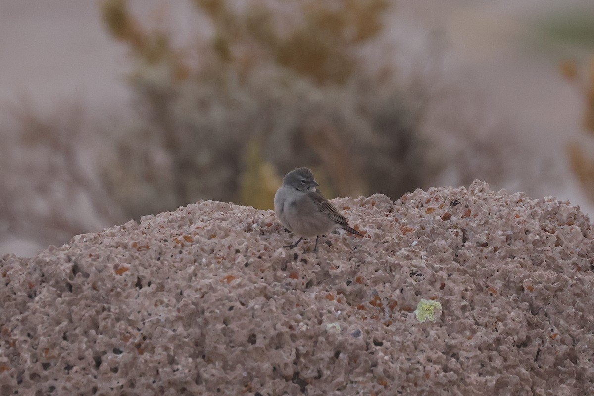 Ash-breasted Sierra Finch - ML641129964