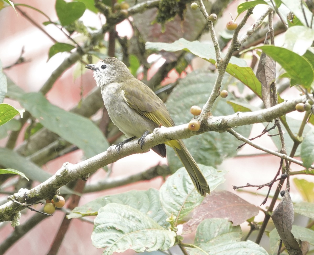 Bulbul à face pâle - ML641129972