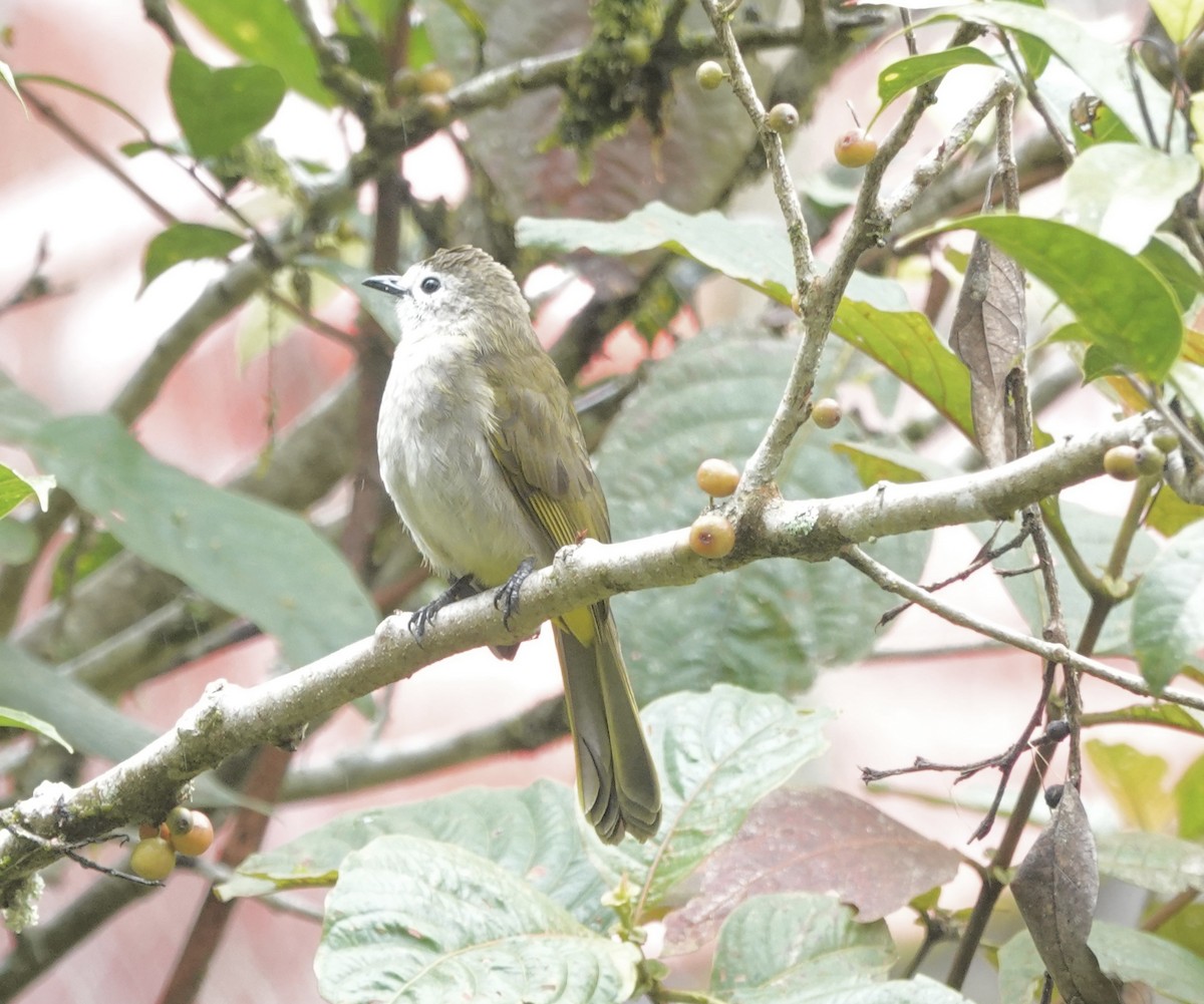 Bulbul à face pâle - ML641129973