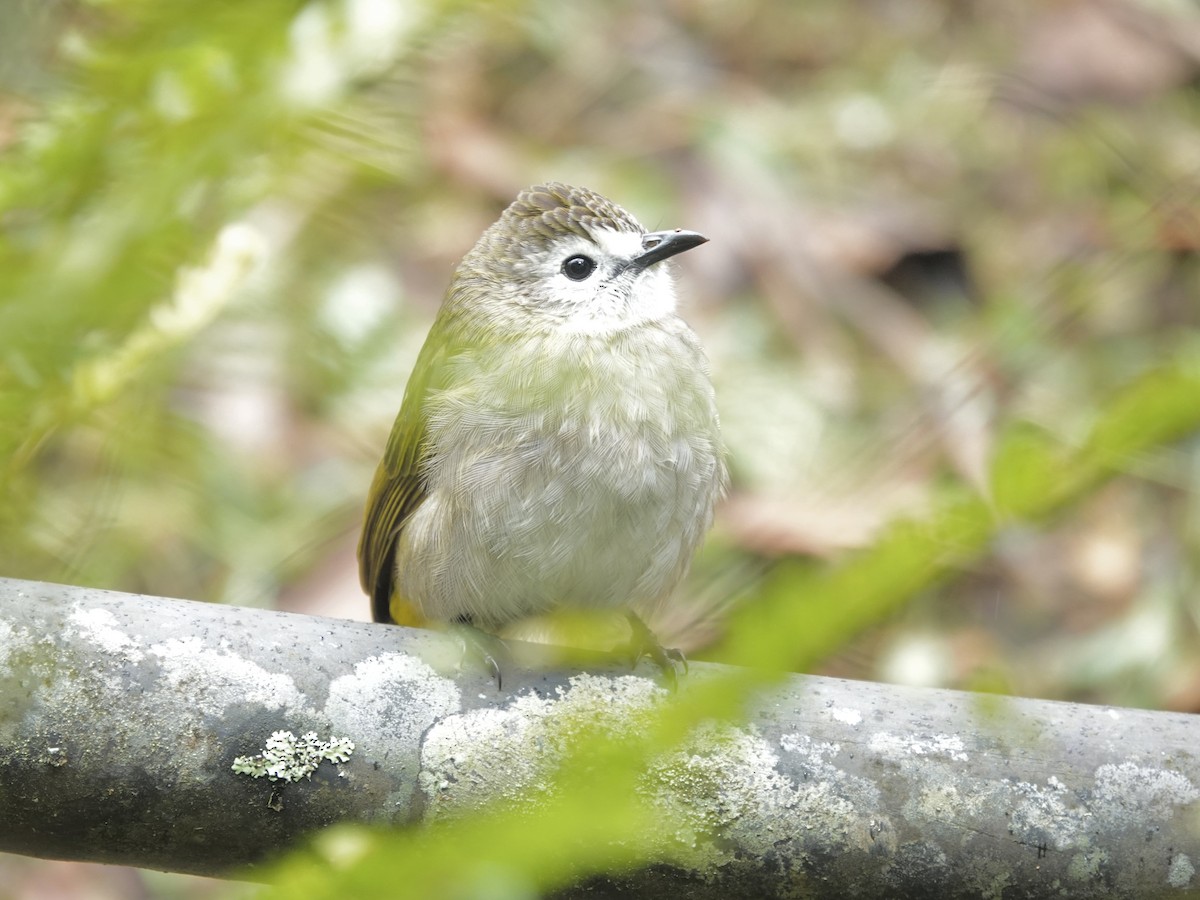 Bulbul à face pâle - ML641129975