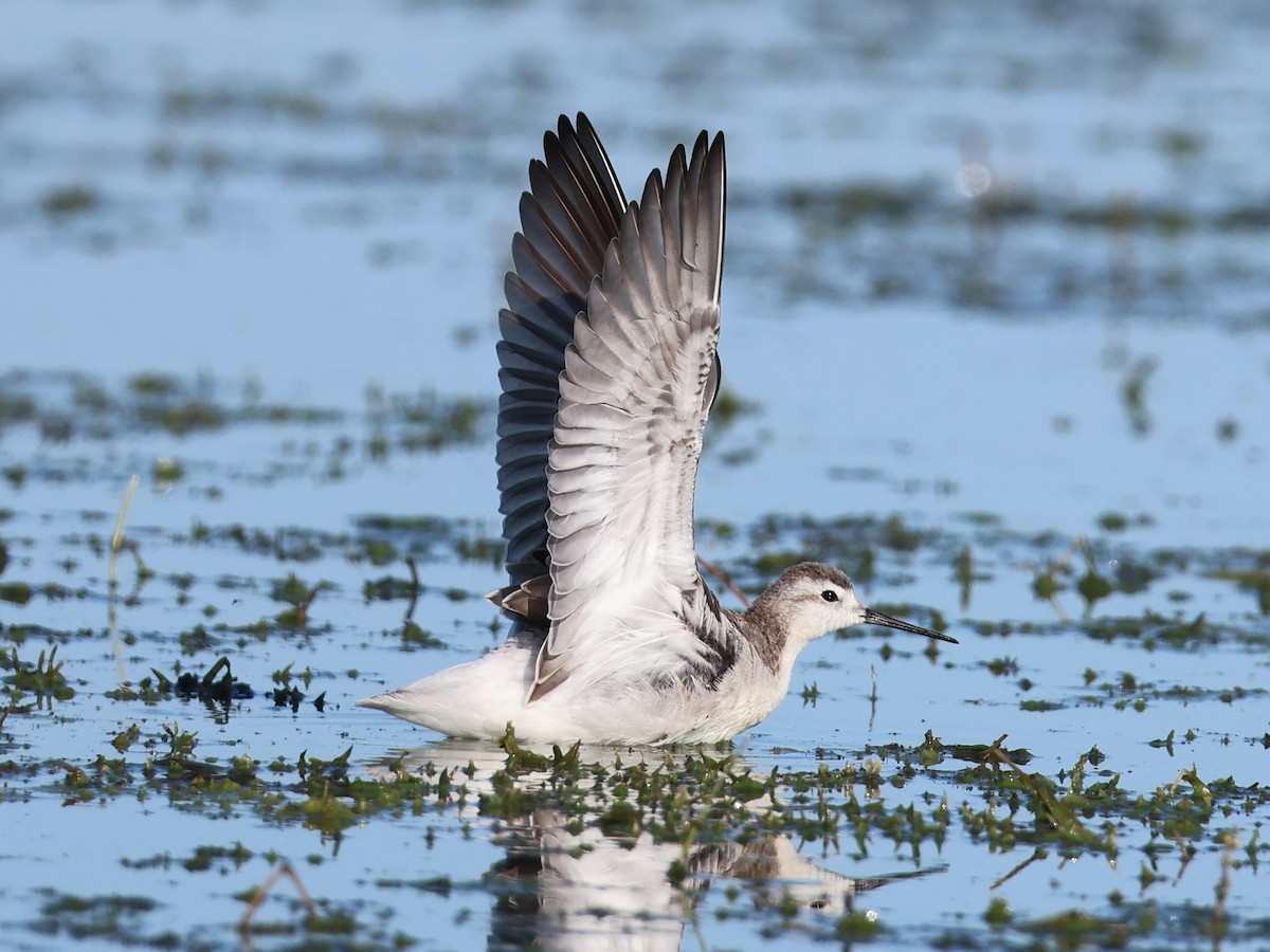 Wilson's Phalarope - Nathan Stimson