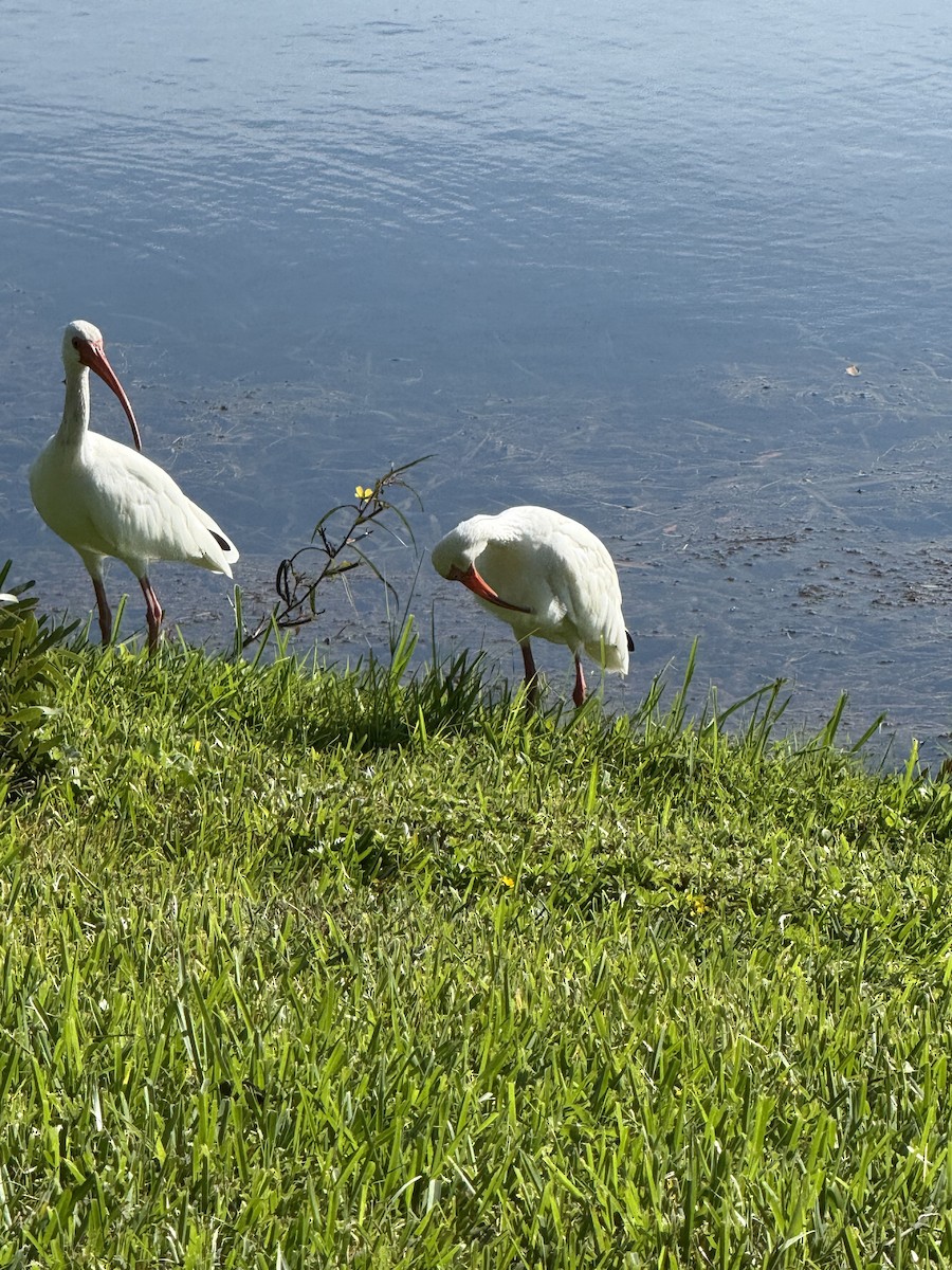 Ibis blanc - ML641130010
