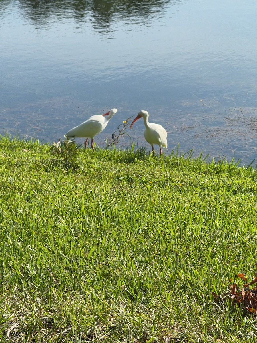 Ibis blanc - ML641130011