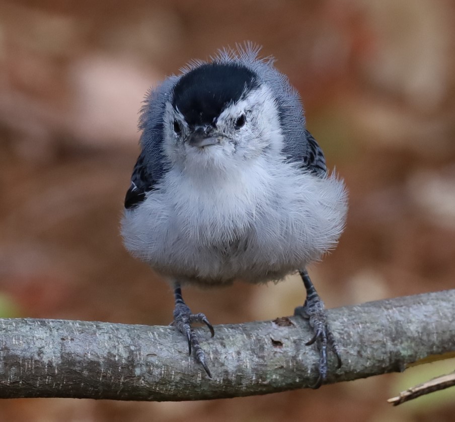 White-breasted Nuthatch - ML641130019