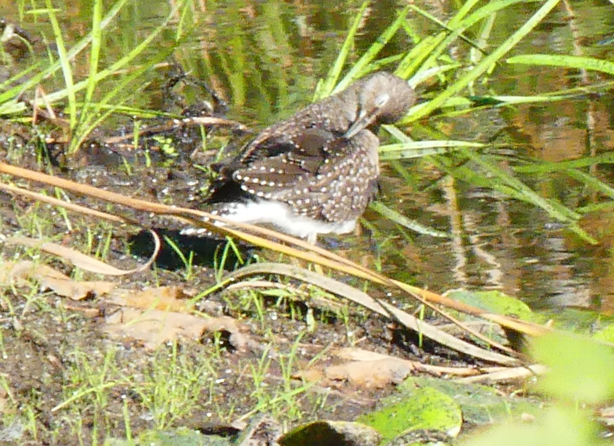Solitary Sandpiper - ML641130047