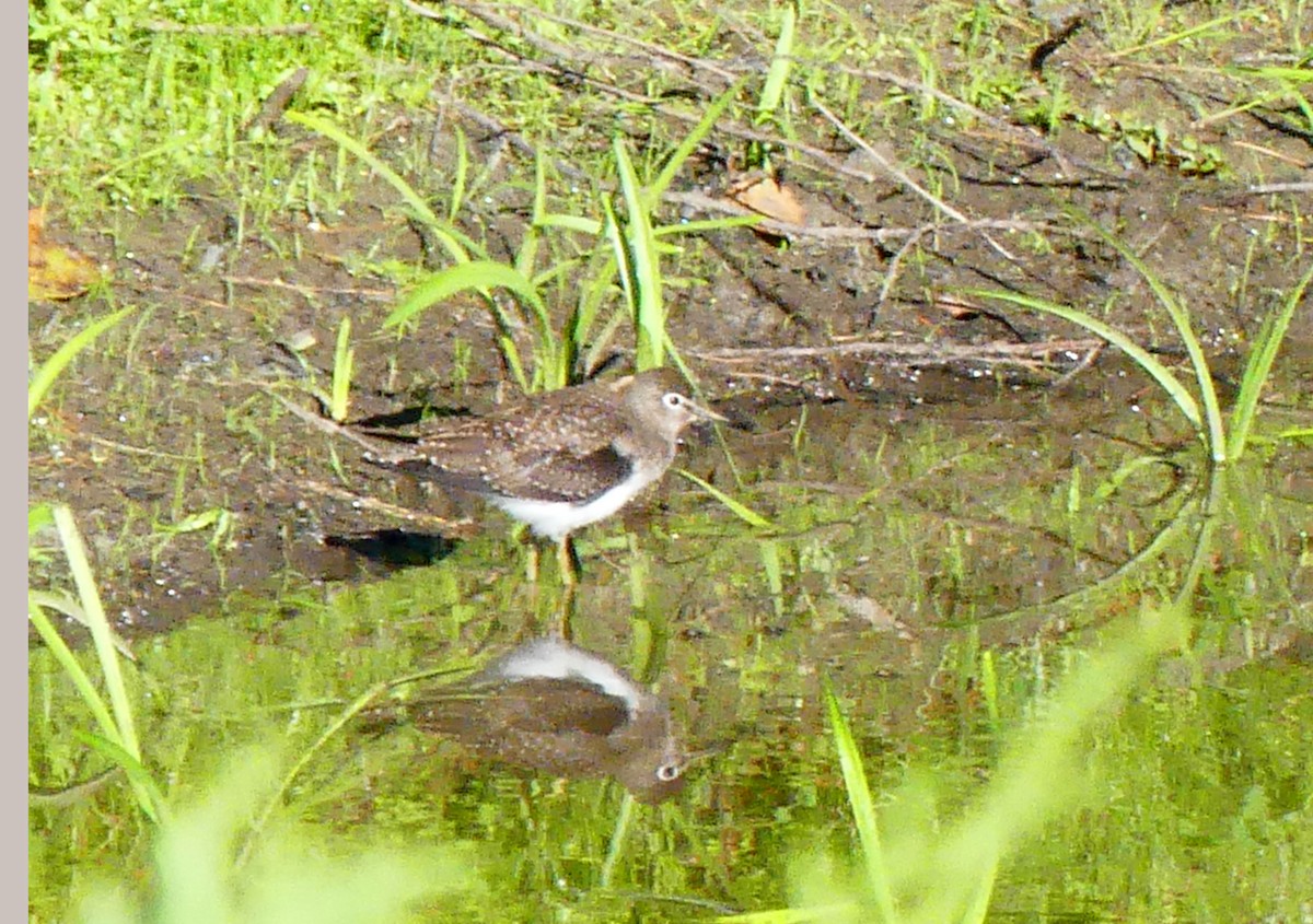 Solitary Sandpiper - ML641130048