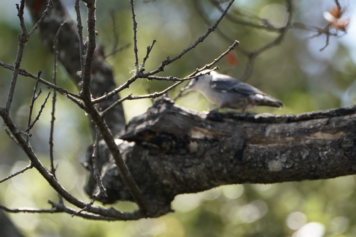 White-breasted Nuthatch - ML641130065