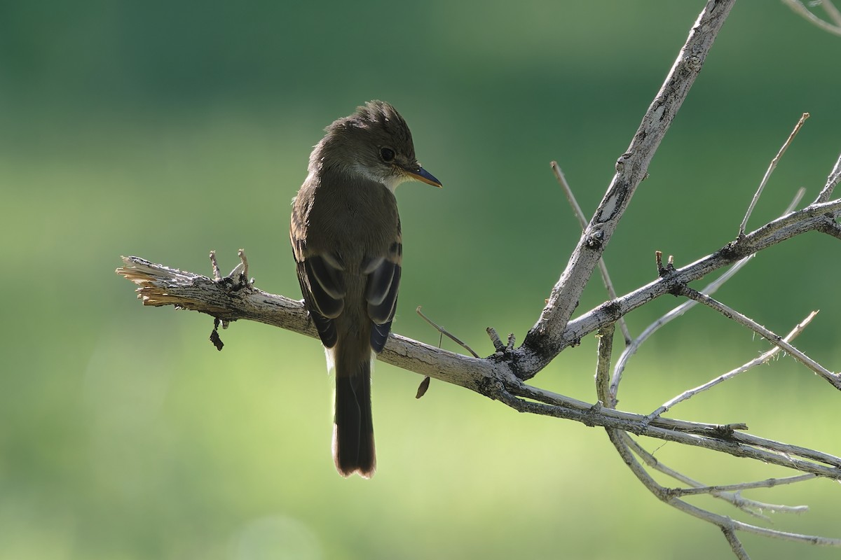 Western Wood-Pewee - ML641130086
