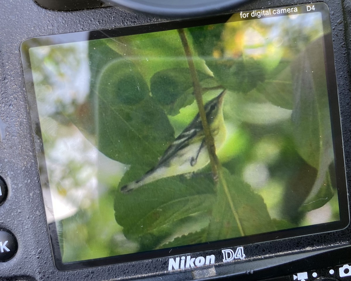 Cerulean Warbler - ML641130105