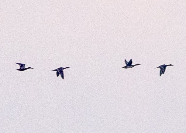 Northern Pintail - ML641130113