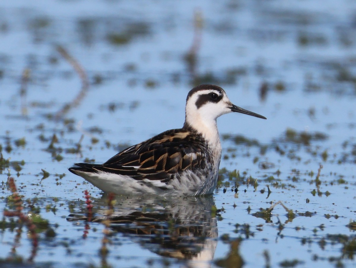 Red-necked Phalarope - Nathan Stimson