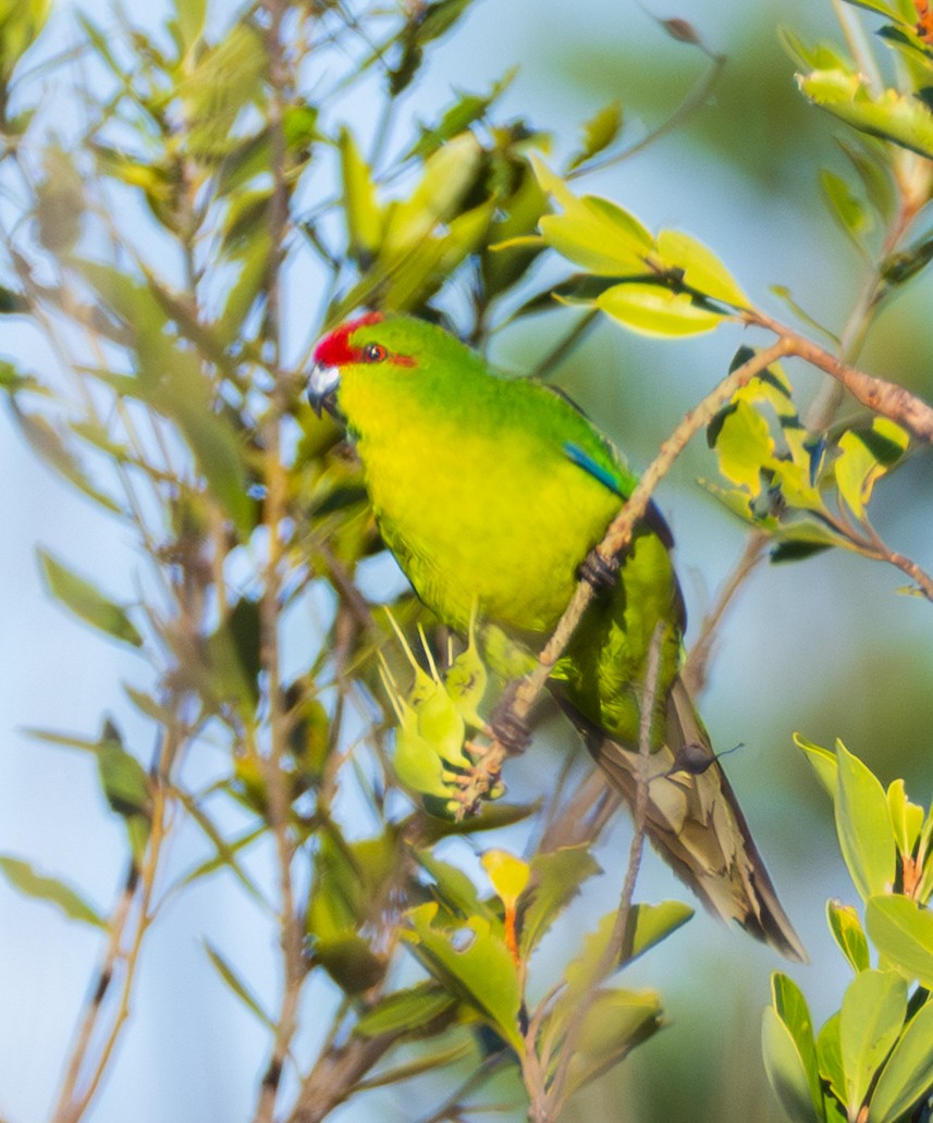 New Caledonian Parakeet - ML641130134