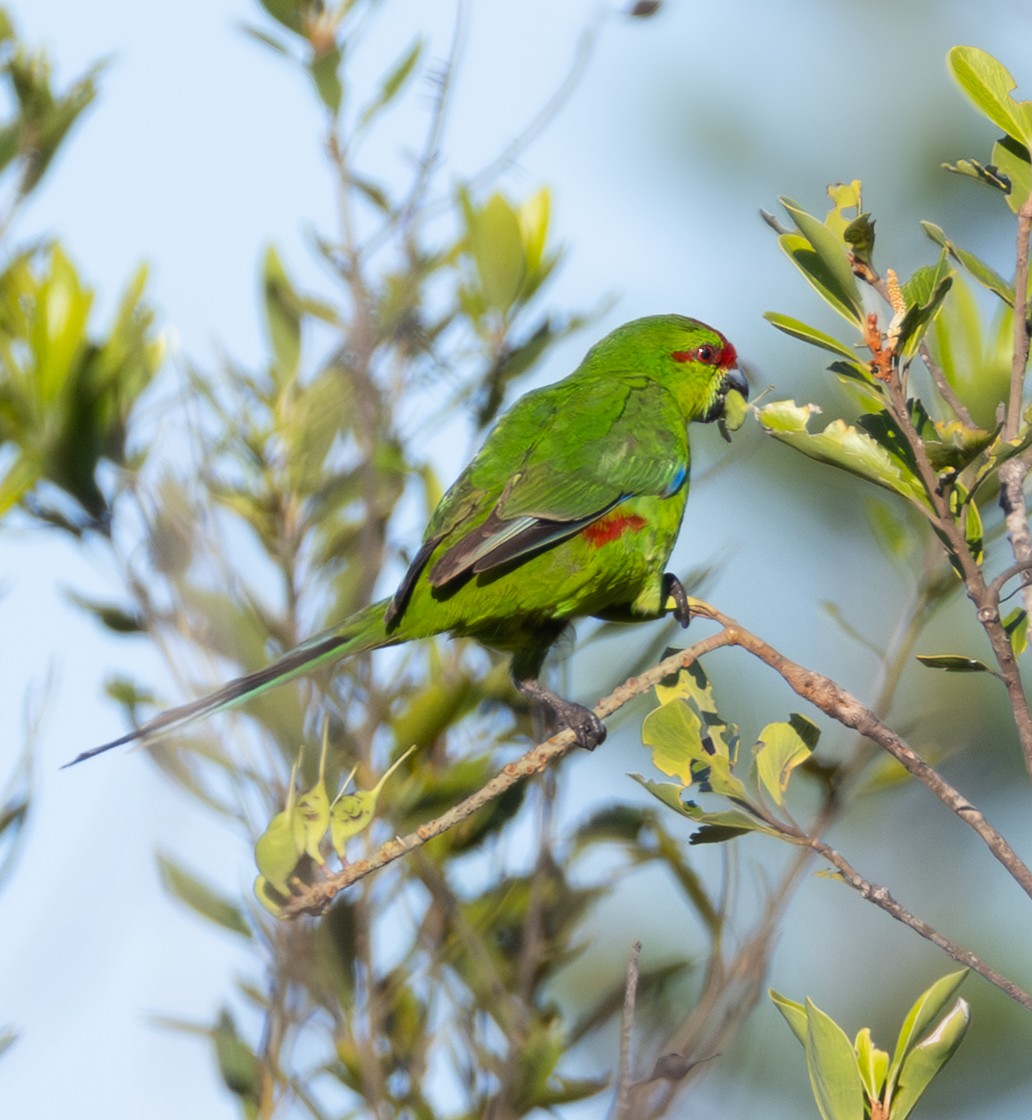 New Caledonian Parakeet - ML641130135