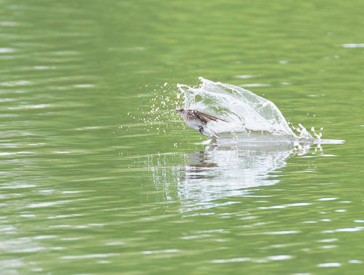 Northern Rough-winged Swallow - ML641130141