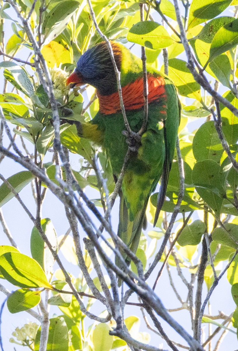 Coconut Lorikeet - ML641130142