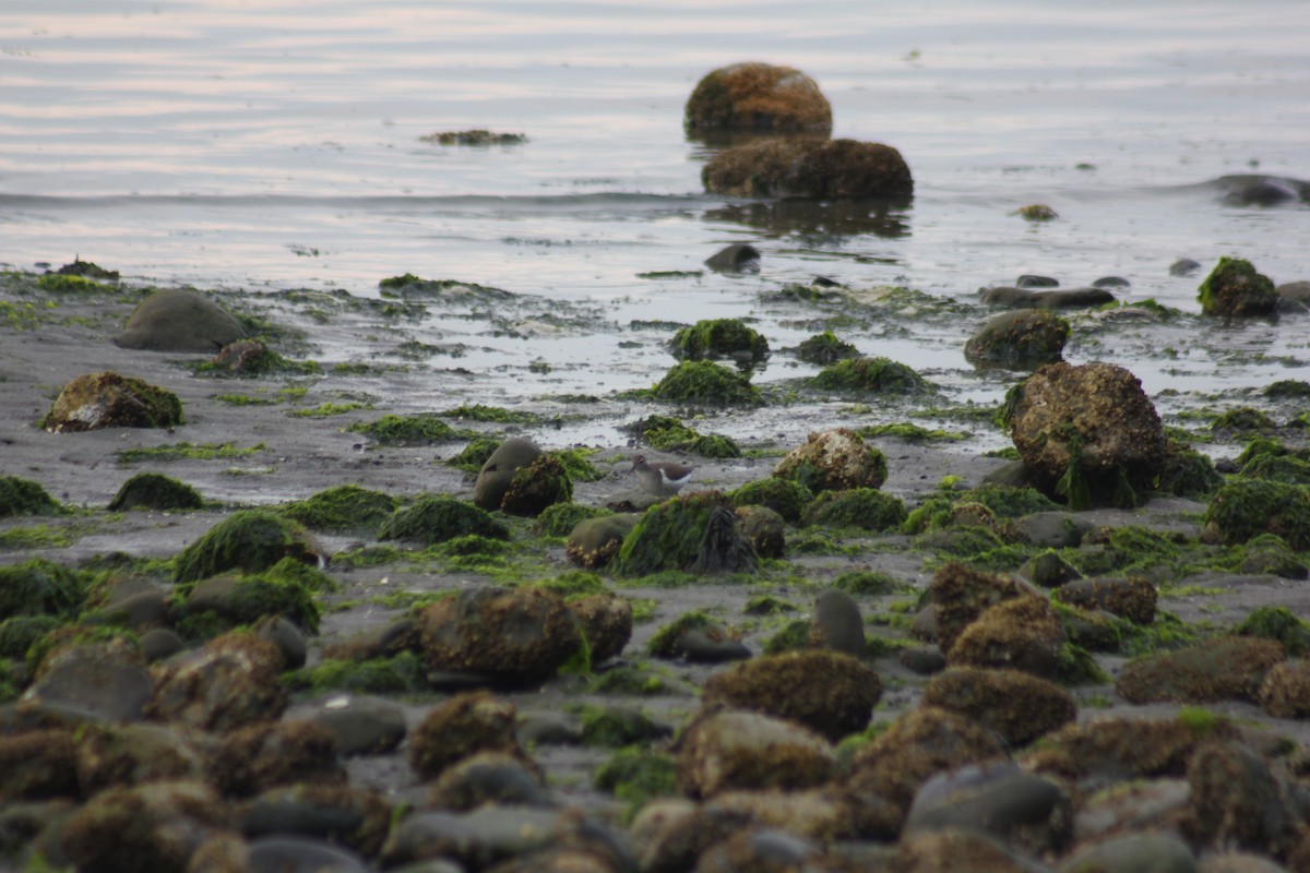 Spotted Sandpiper - ML641130179