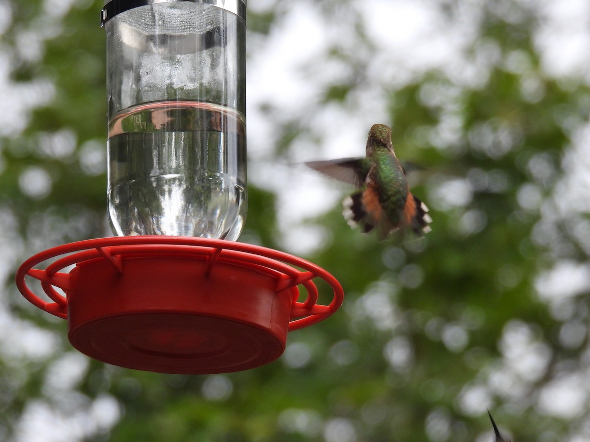 Rufous Hummingbird - ML641130220
