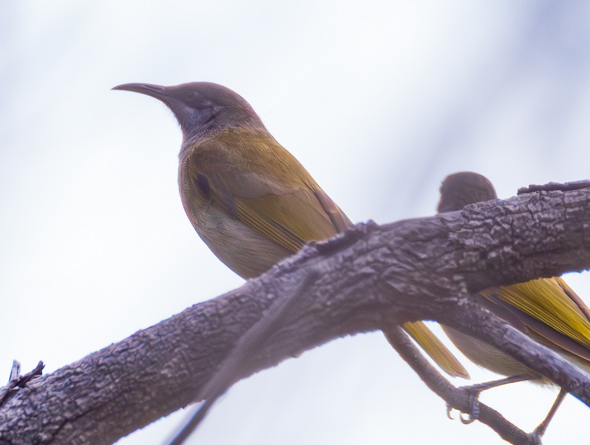 Dark-brown Honeyeater - ML641130242