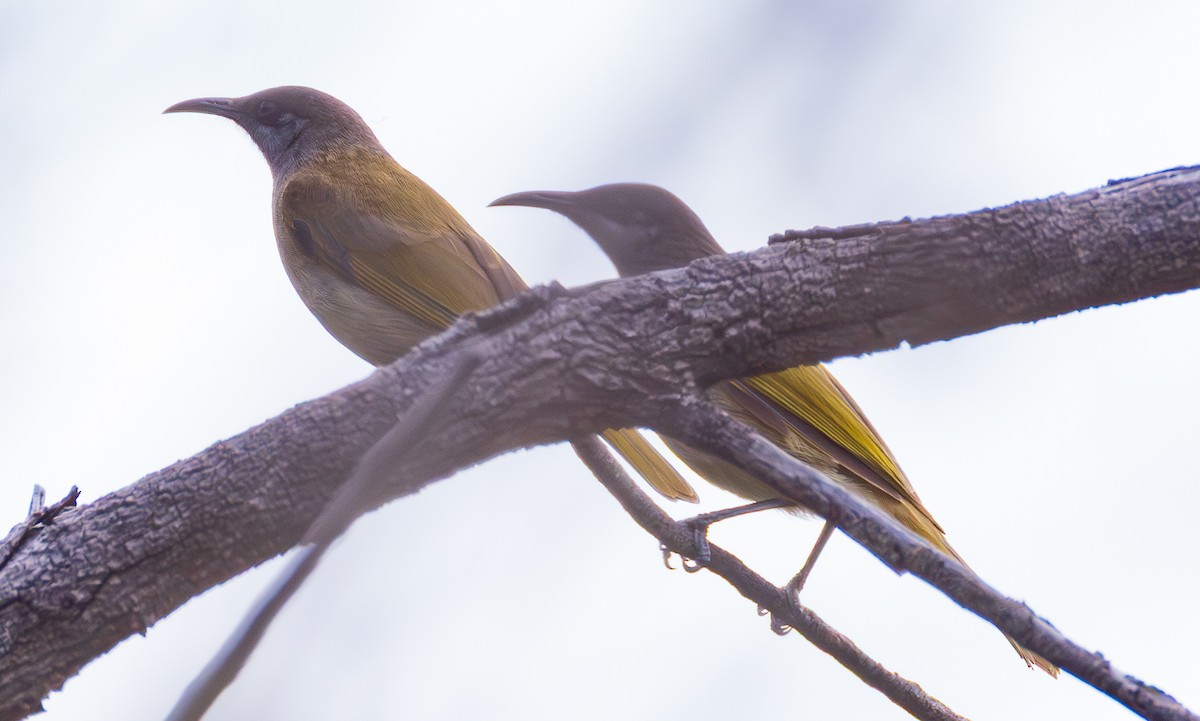 Dark-brown Honeyeater - ML641130243