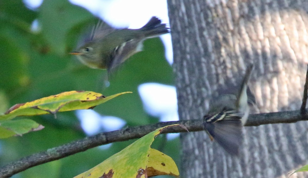 Yellow-bellied Flycatcher - ML641130251