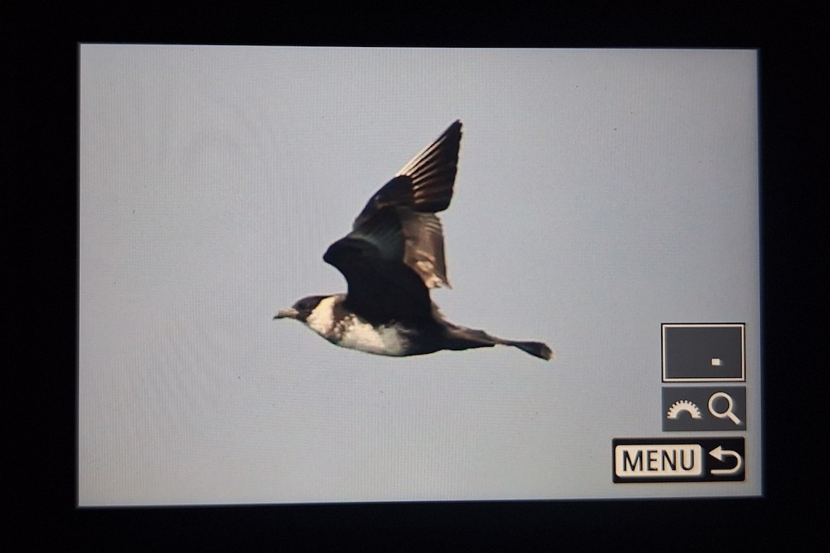 Бэсрэг хайлгана - ML641130285