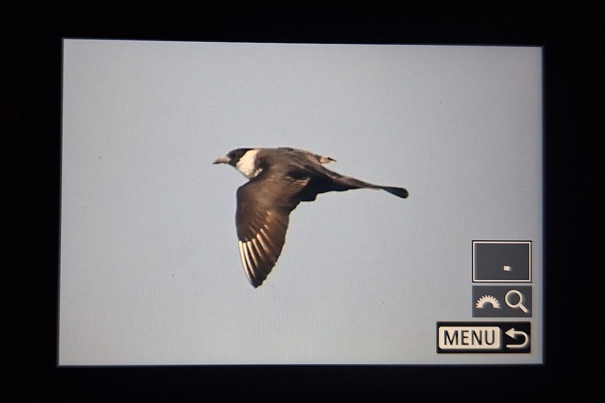 Бэсрэг хайлгана - ML641130290