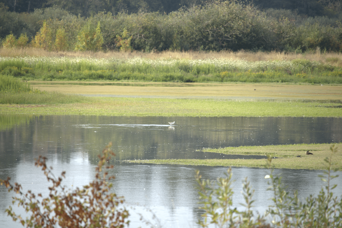 Avocette d'Amérique - ML641130291