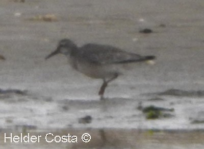 Шармаг элсэг - ML641130297