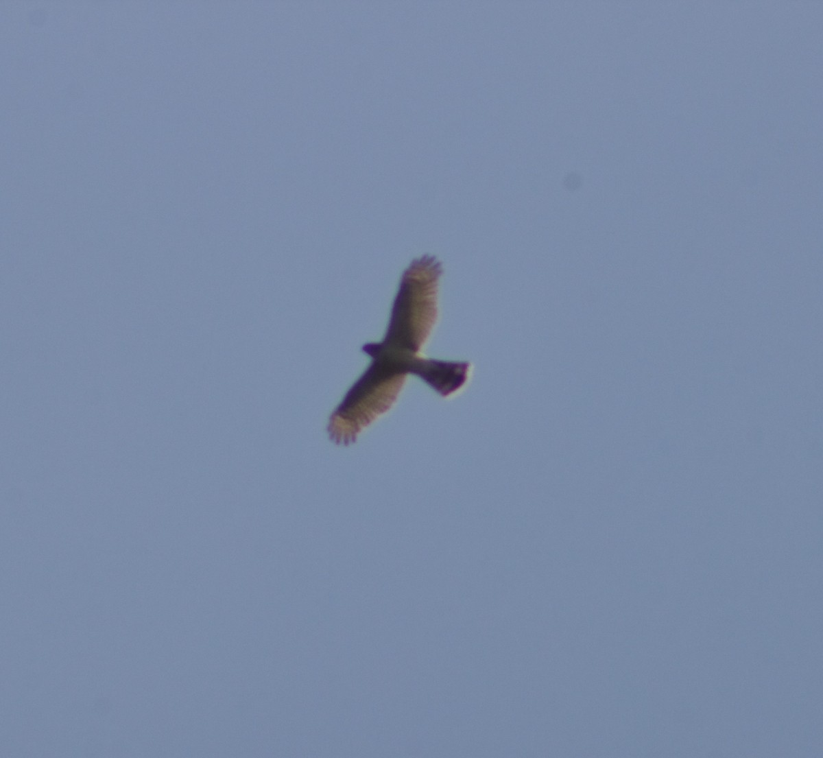 Buteo sp. - ML641130327
