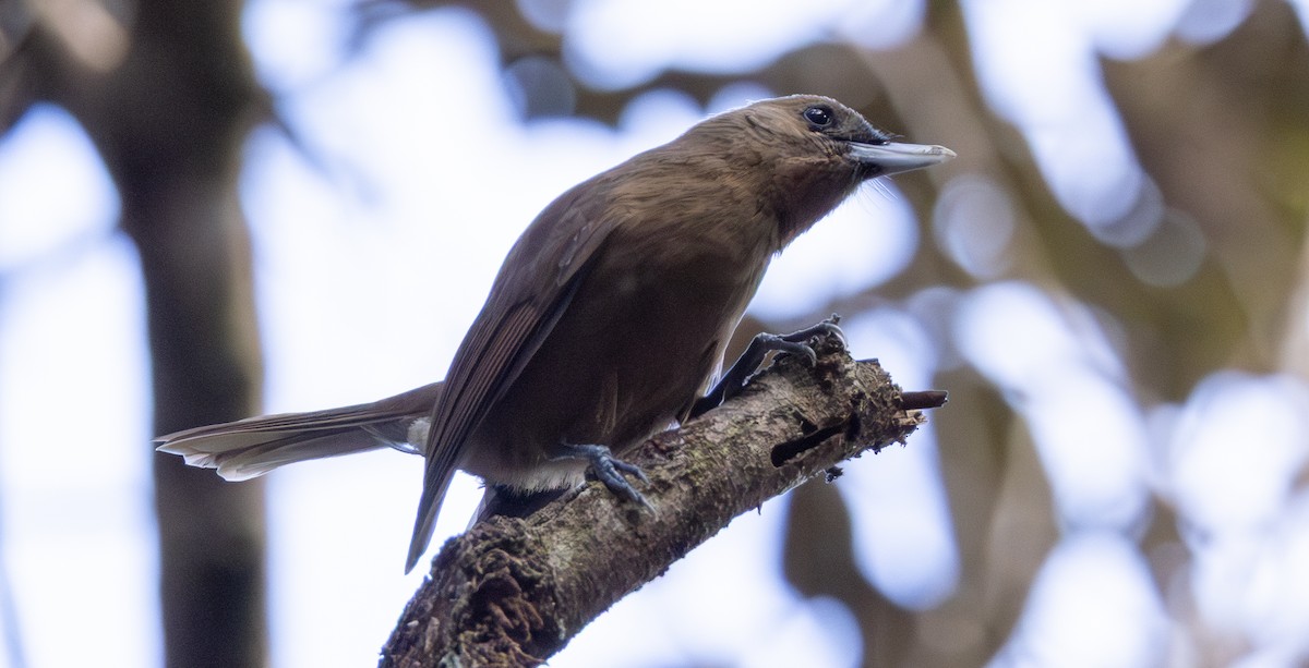 Southern Shrikebill - ML641130334