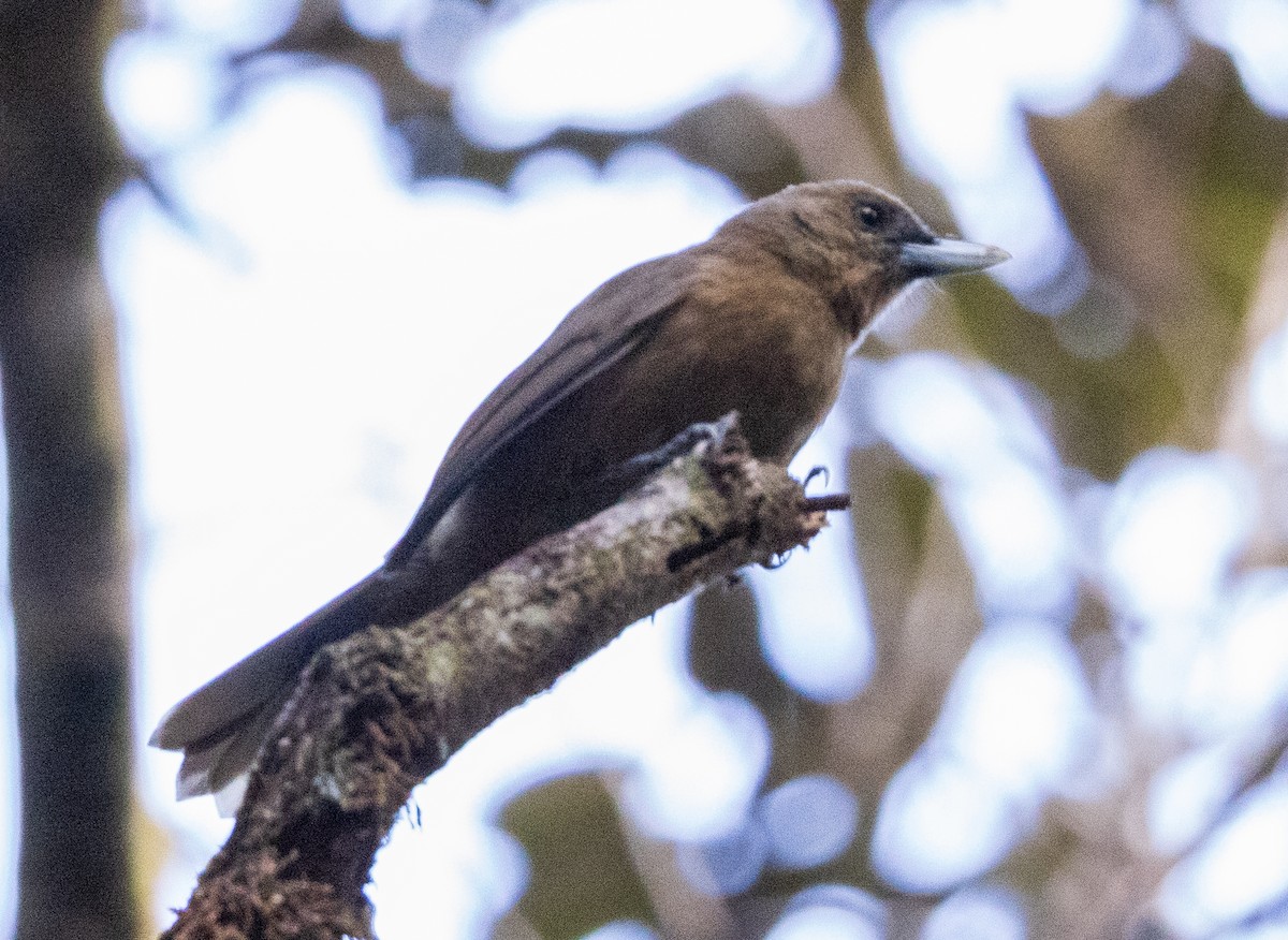 Southern Shrikebill - ML641130336