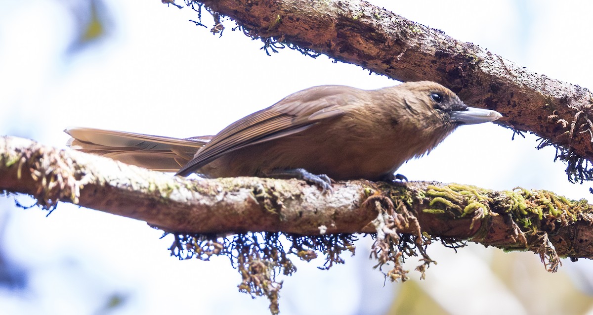 Southern Shrikebill - ML641130337