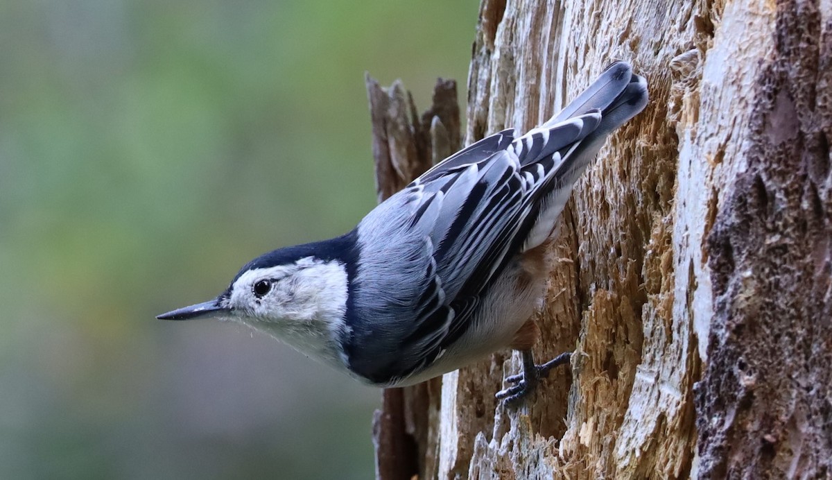 White-breasted Nuthatch - ML641130347