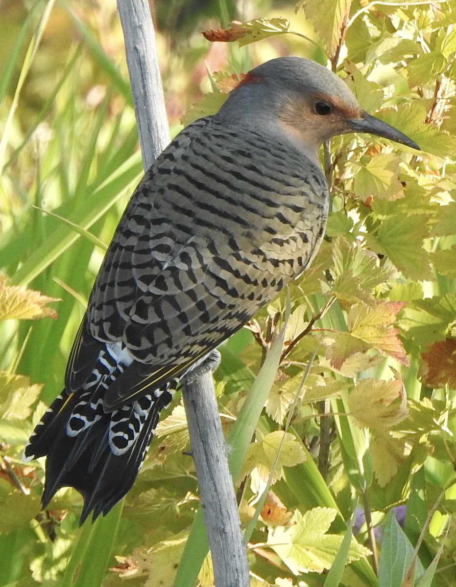Northern Flicker - ML641130372